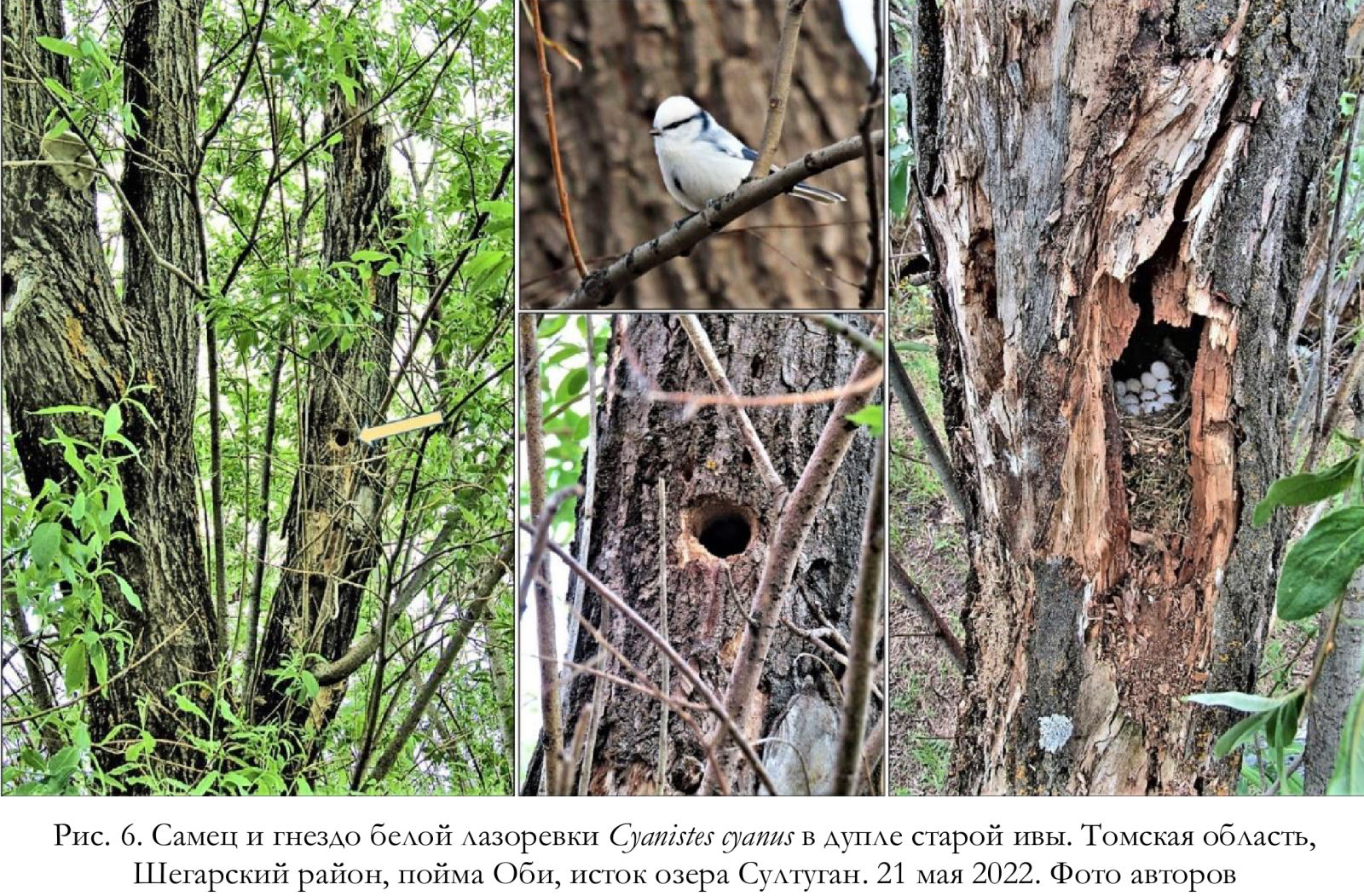 Самец и гнездо белой лазоревки Cyanistes cyanus в дупле старой ивы