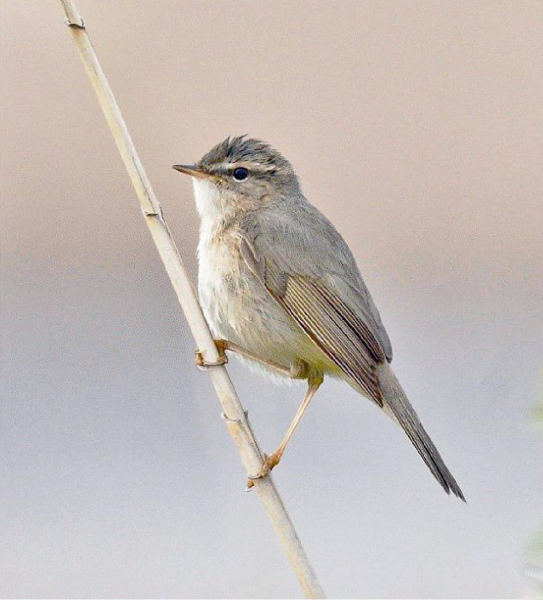 Бурая пеночка Phylloscopus fuscatus на юге Дальнего Востока России