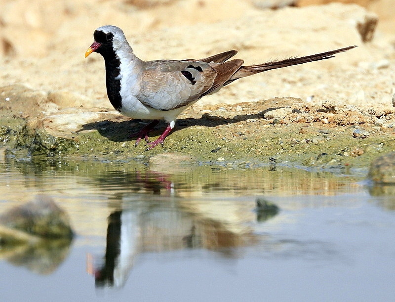 Капская горлица — Oena capensis (Linnaeus, C 1766)
