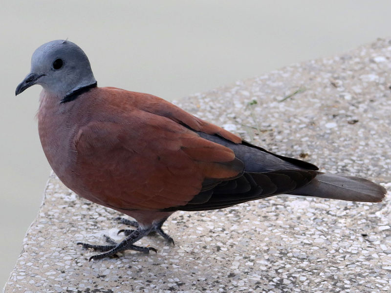 Короткохвостая горлица — Streptopelia tranquebarica (Hermann, J 1804)