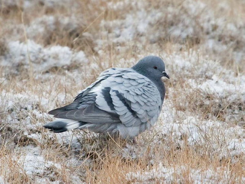 Скальный голубь — Columba rupestris (Pallas, PS 1811) © Сергей Писаревский